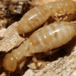 TERMITE INSPECTIONS IN FLORIDA