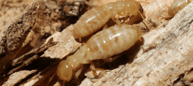 TERMITE INSPECTIONS IN FLORIDA
